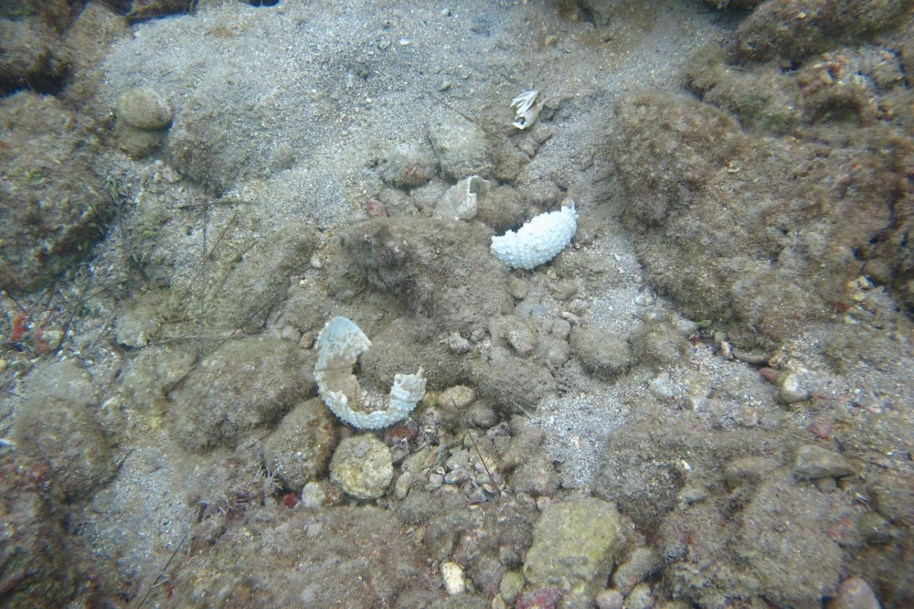 Uzmanlar uyardı: Deniz kestanelerinin toplu ölümü yıkıcı sonuçlar doğurabilir - Sayfa 1