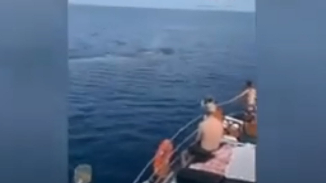 Marmaris'te dev balina tur teknesine eşlik etti