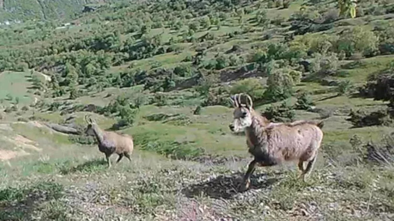 Nadir görülen dağ keçisi ‘şamua’ların sayısı iki katına çıktı