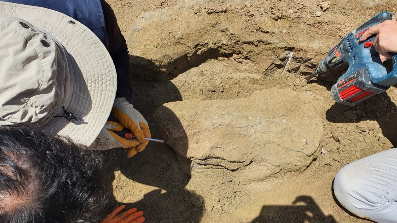 Dev gergedan fosiline ait kemikler bulundu