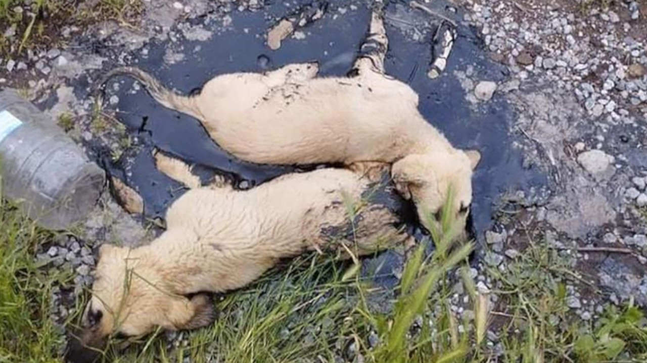Zifte yapışan yavru köpekler belediye ekiplerince kurtarıldı