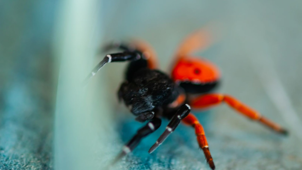 Ege'de görülen uğur böceği örümceği zehirli mi?