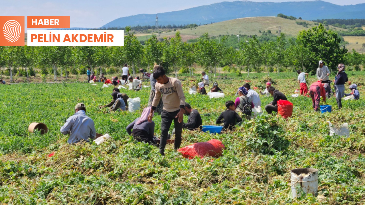 Bursa’daki mevsimlik işçiler: Çadırlar kötü, yevmiye belli değil