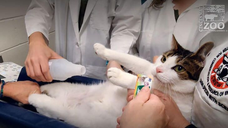 Kedilere ameliyatsız kısırlaştırma: 'Yan etki gözlenmedi' - Sayfa 1