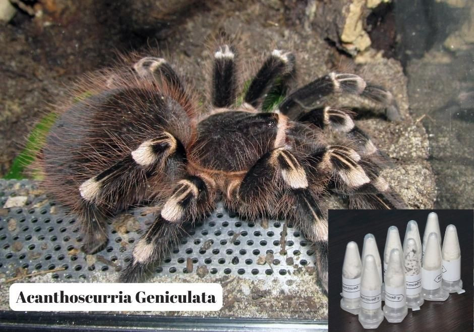 Polonya'dan Marmaris'e gizemli kargo: 76 tarantula yavrusu çıktı - Sayfa 2
