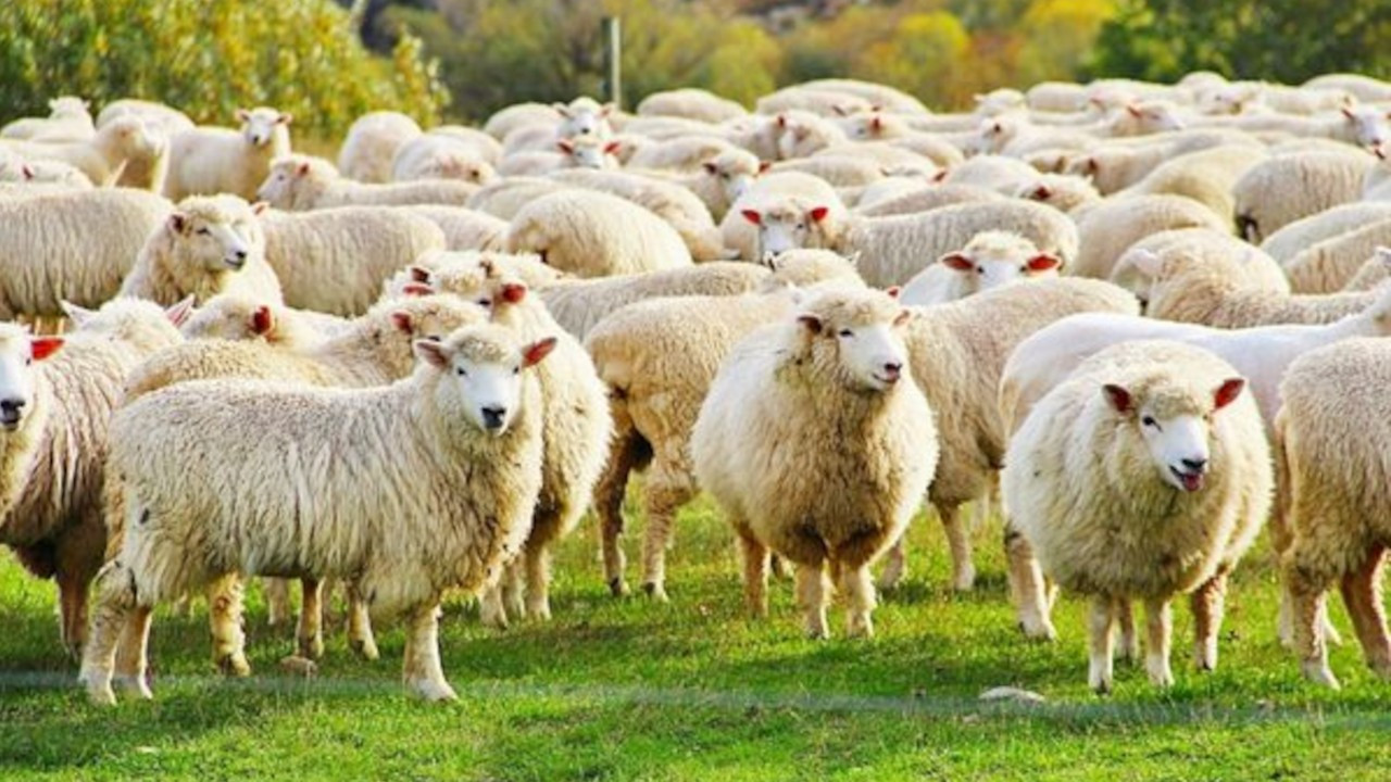 Koyunlar eve döndü, çobanın hayatı kurtuldu