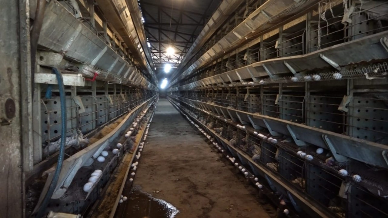 Diyarbakır'da 12 bin 500 tavuk öldü