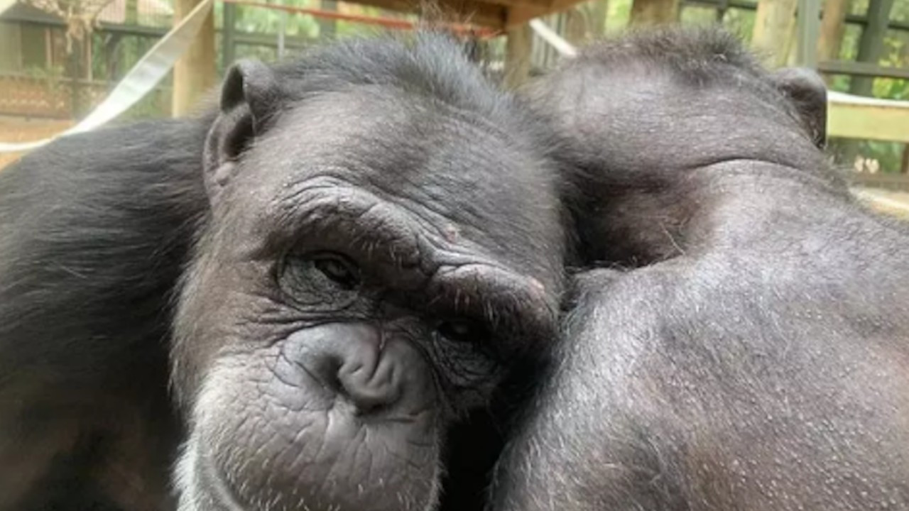 Araştırma: Aşk, erkek maymunların dostluğundan mı evrimleşti?