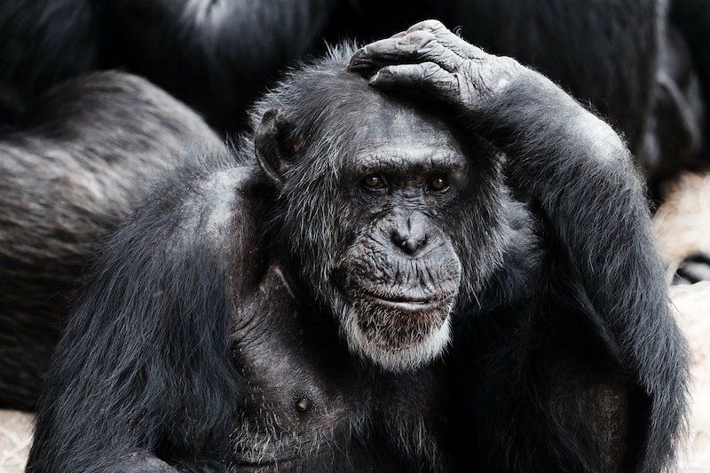 Araştırma: Aşk, erkek maymunların dostluğundan mı evrimleşti? - Sayfa 1