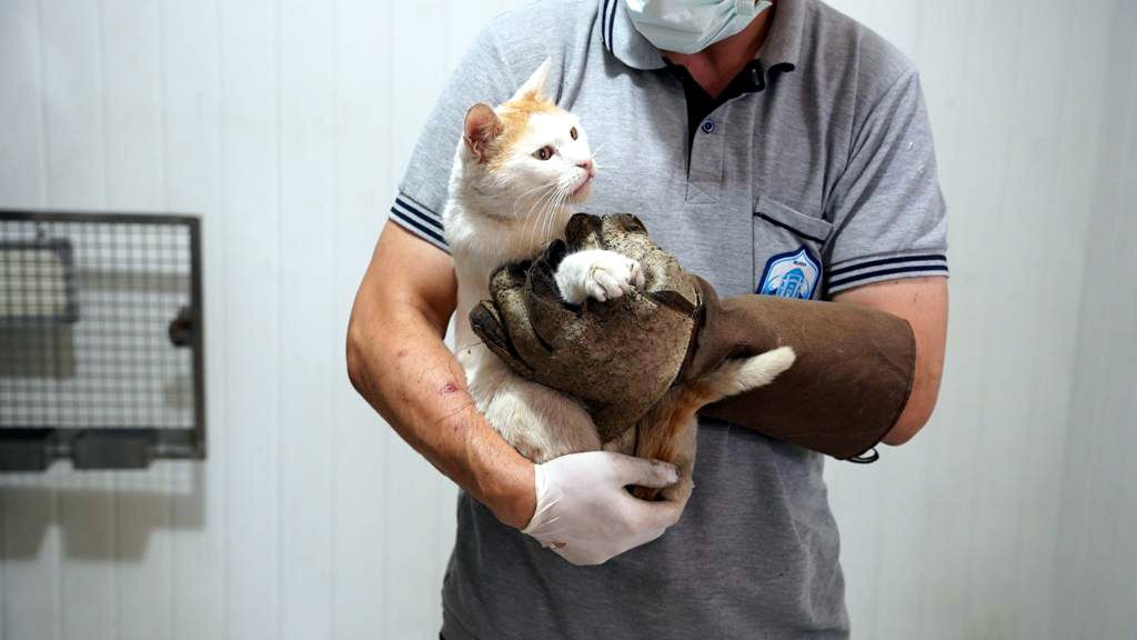 'Beline çivi çakıldı' denilen kedi ameliyatlı çıktı - Sayfa 1