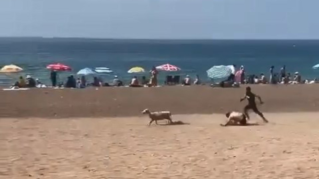 Plajda kurbanlık kovaladılar