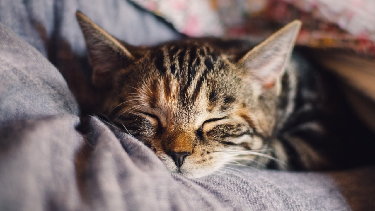 Fransa'da 'hayvana eziyet' davası: Ölen kedi için tazminat kararı