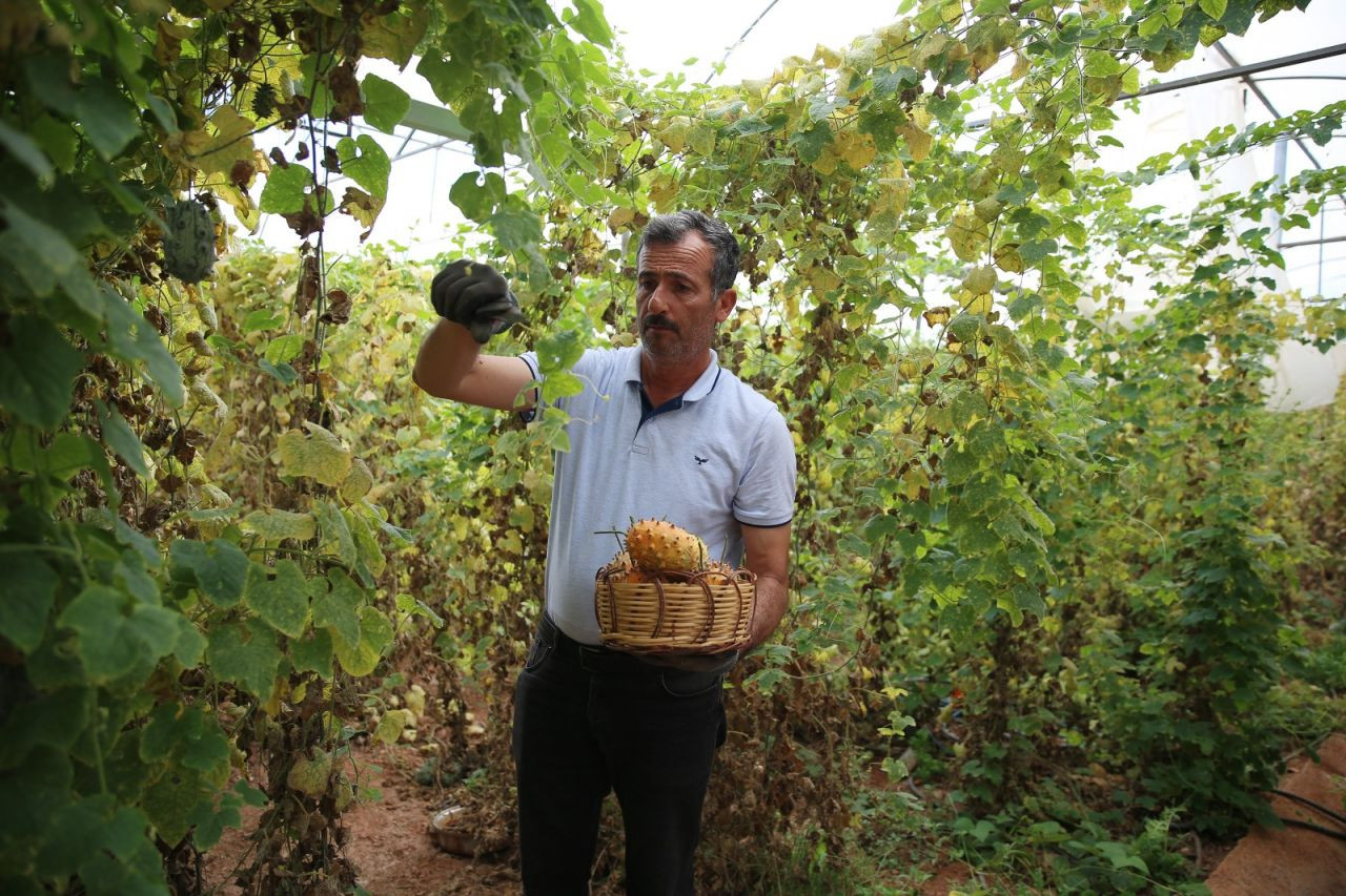 Deneme amaçlı ekti, tanesini 30 liradan satıyor: Boynuzlu kavun kiwano - Sayfa 4