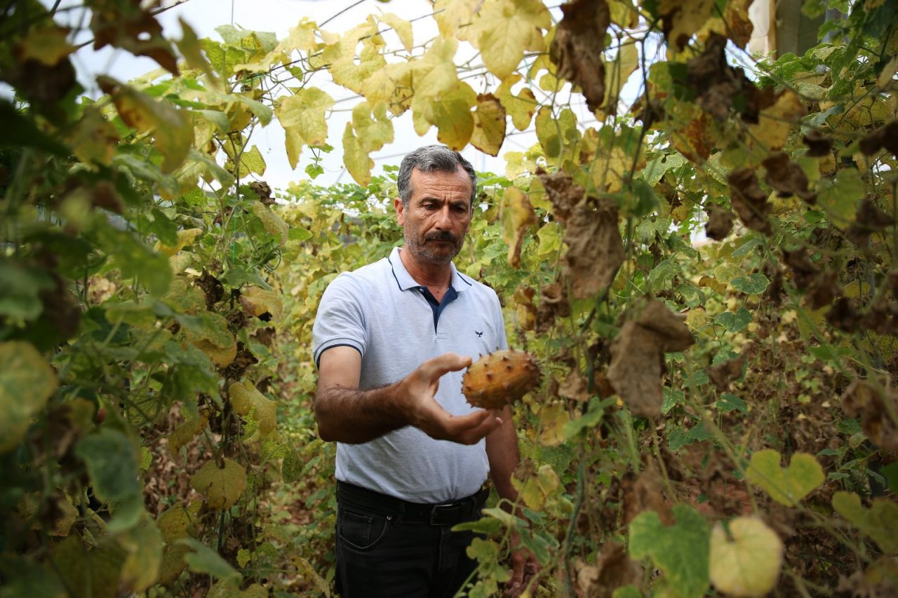 Deneme amaçlı ekti, tanesini 30 liradan satıyor: Boynuzlu kavun kiwano - Sayfa 1