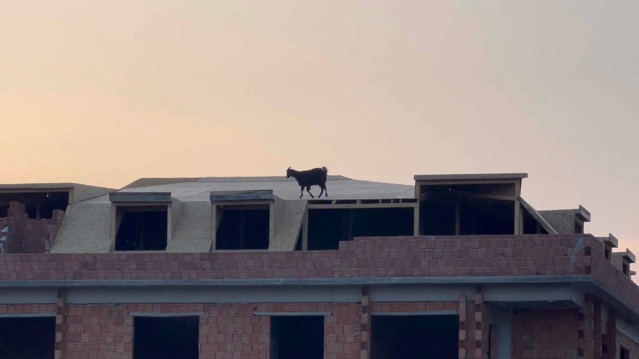 5 katlı binanın çatısına keçi çıktı