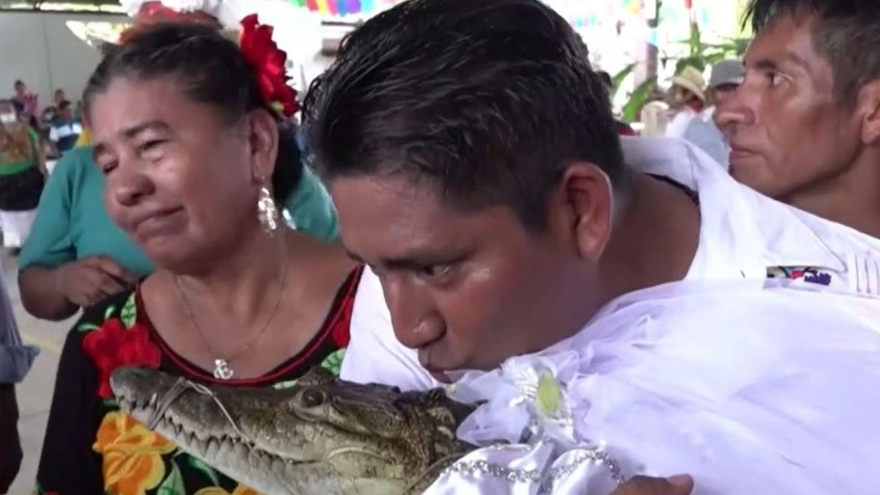 Her şey barış için: Belediye başkanı timsahla evlendi