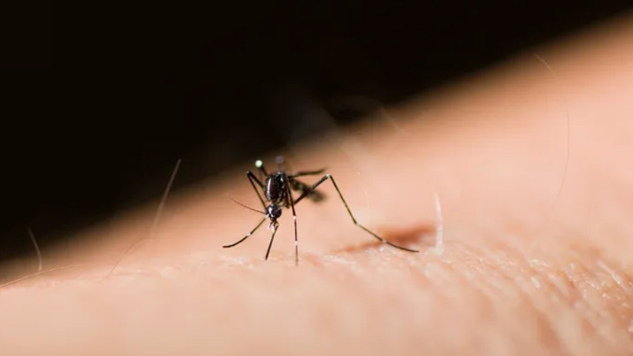 Prof. Dr. Şimşek: Yağışlar sivrisineklerin larvadan çıkmasını sağlıyor