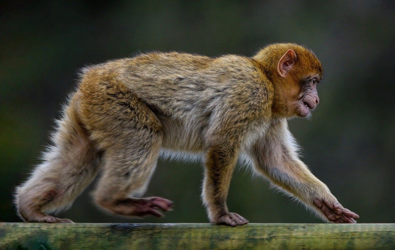 Araştırma: Maymunların ömrünü uzatan protein insanları tedavi edebilir mi? - Sayfa 2