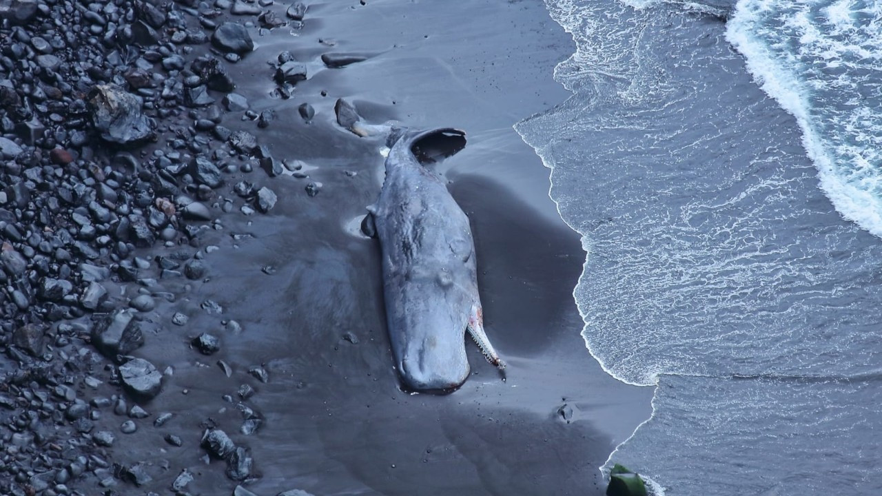 İspermeçet balinasını '500 bin euro'luk amber öldürmüş