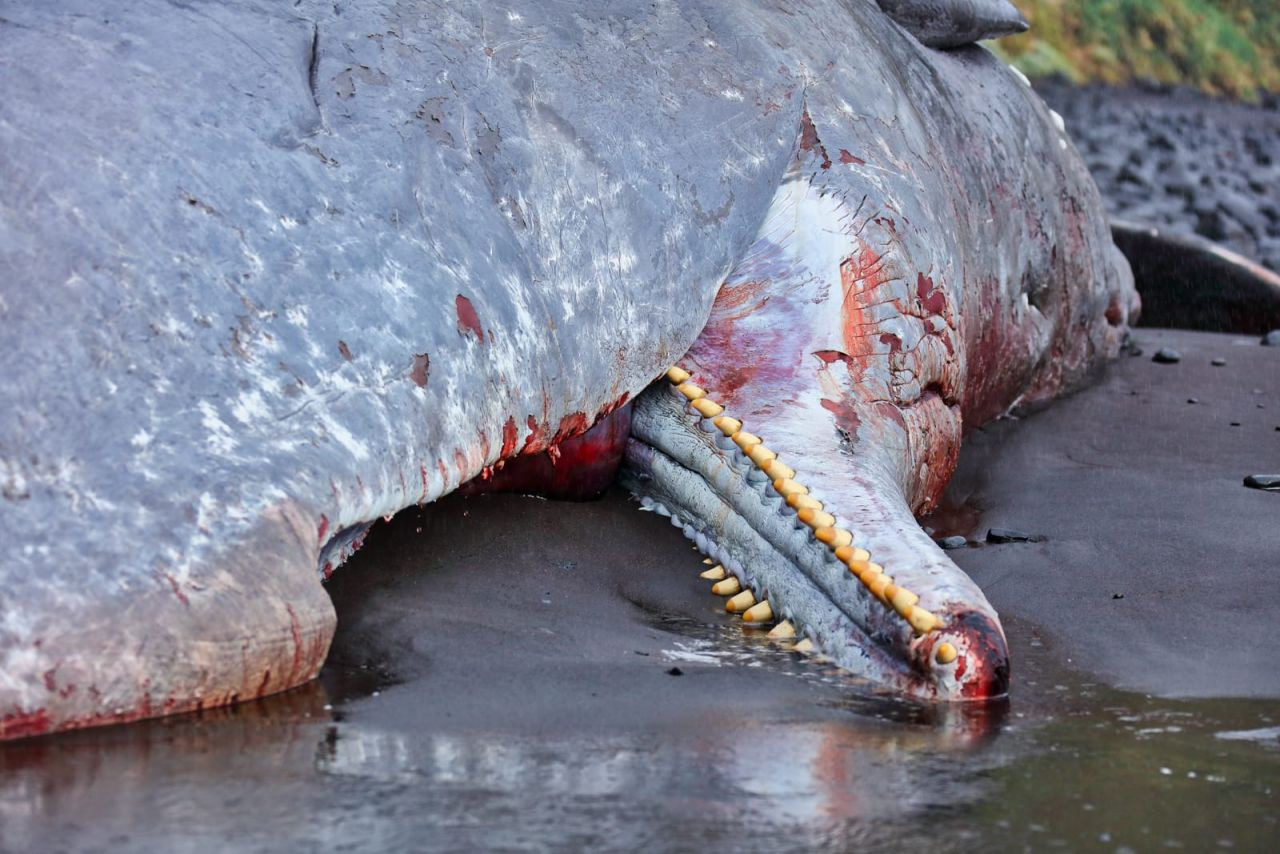 İspermeçet balinasını '500 bin euro'luk amber öldürmüş - Sayfa 4
