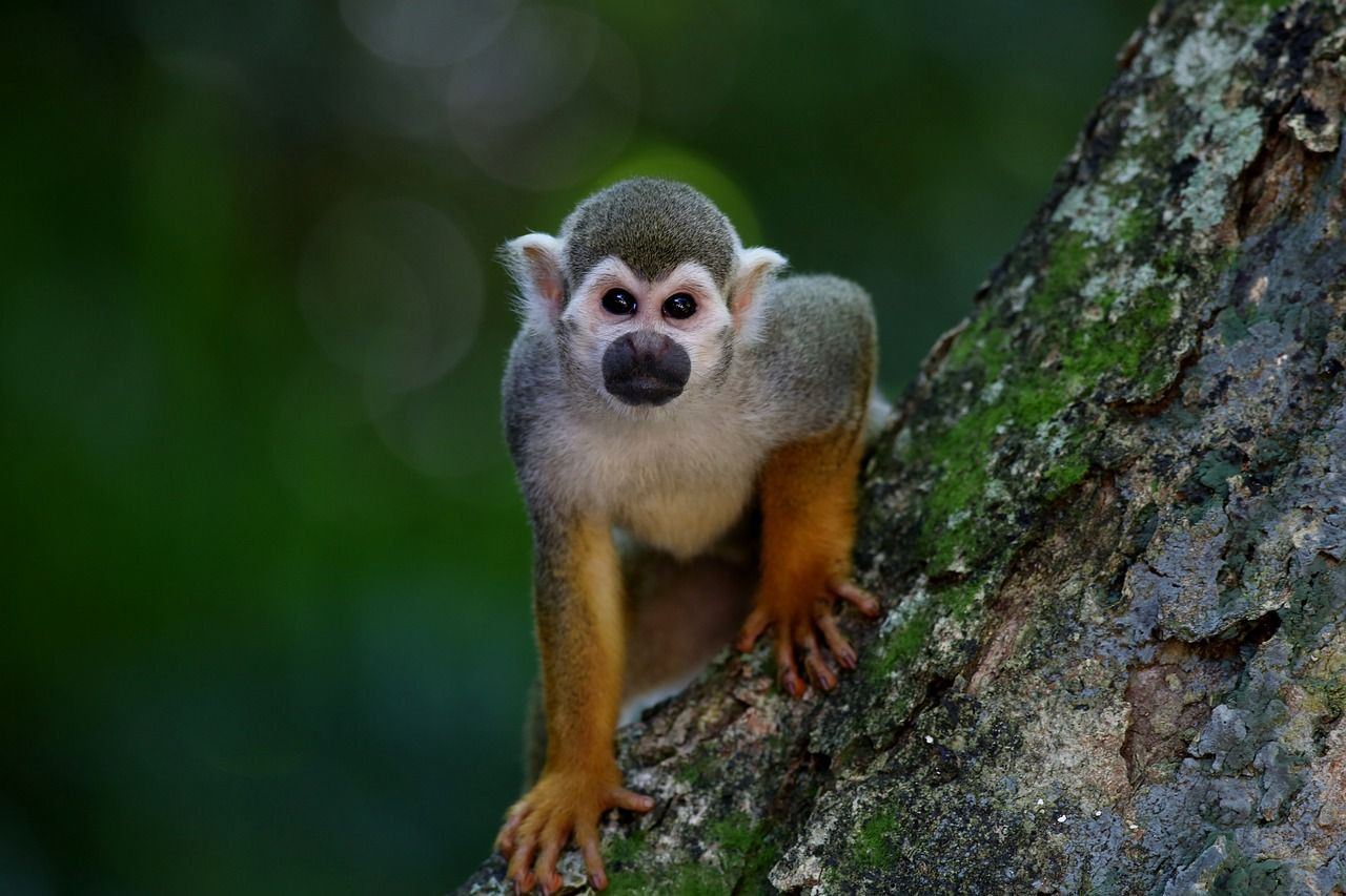 Araştırma: Maymunların ömrünü uzatan protein insanları tedavi edebilir mi? - Sayfa 4