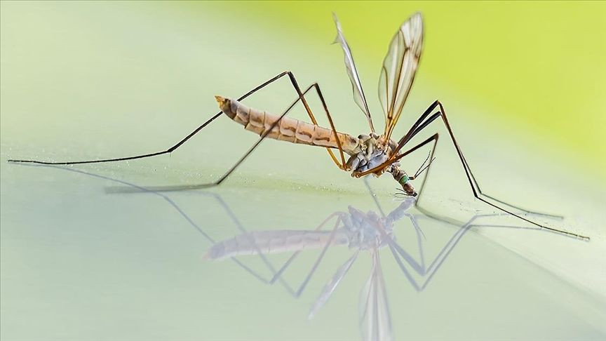 Sivrisineklerden korunmanın 6 etkili yolu - Sayfa 4