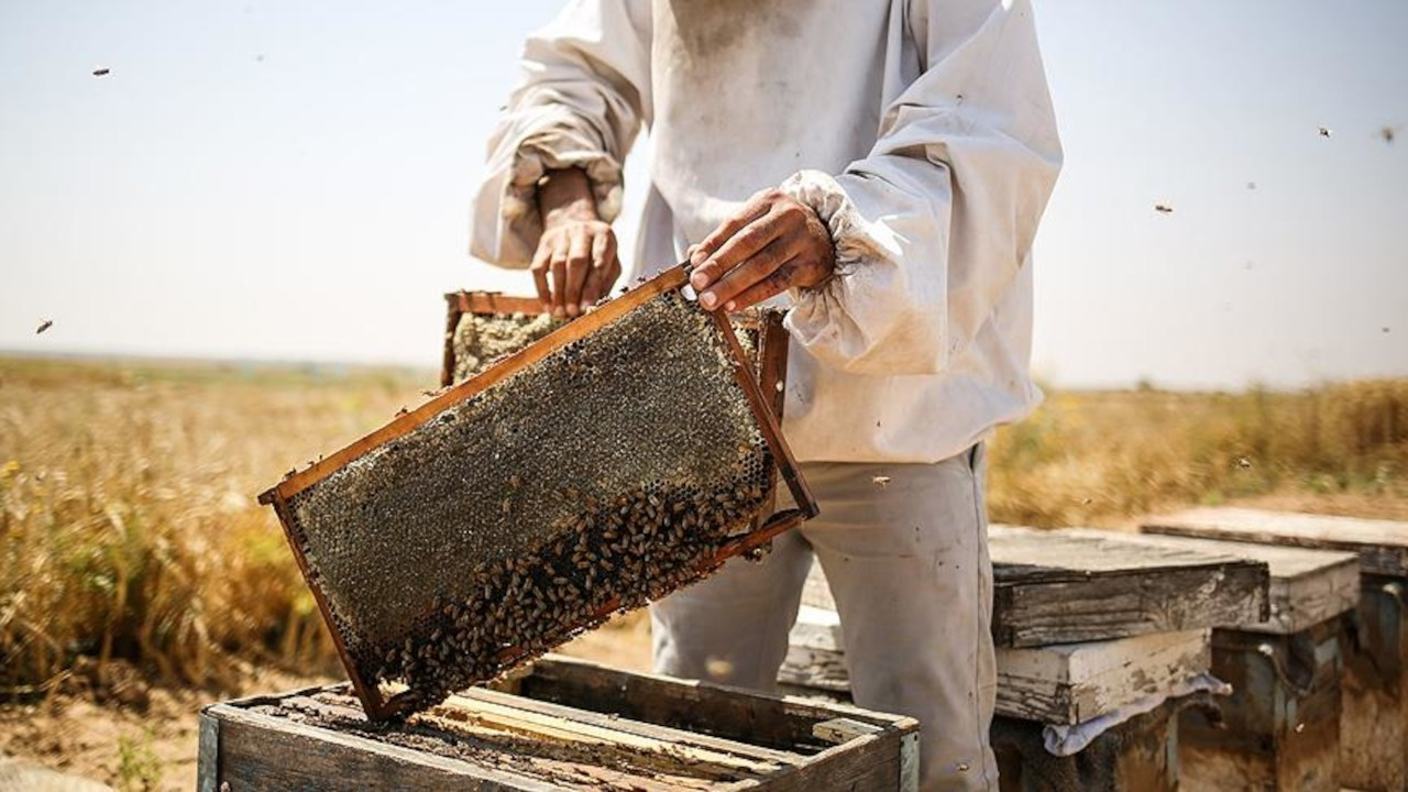 Manisa'da arıların soktuğu bal üreticisi öldü