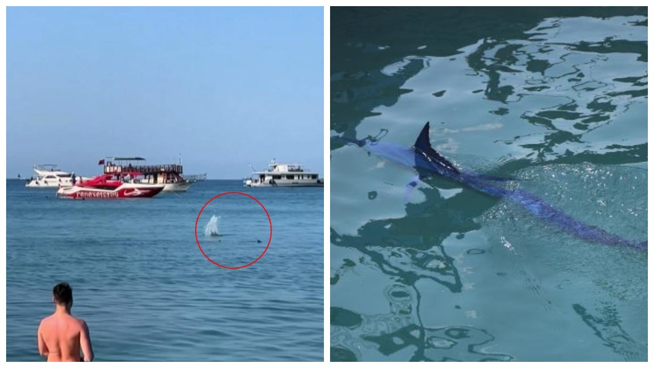 Antalya'da 'köpek balığı'nı taşla kovalamaya çalıştılar