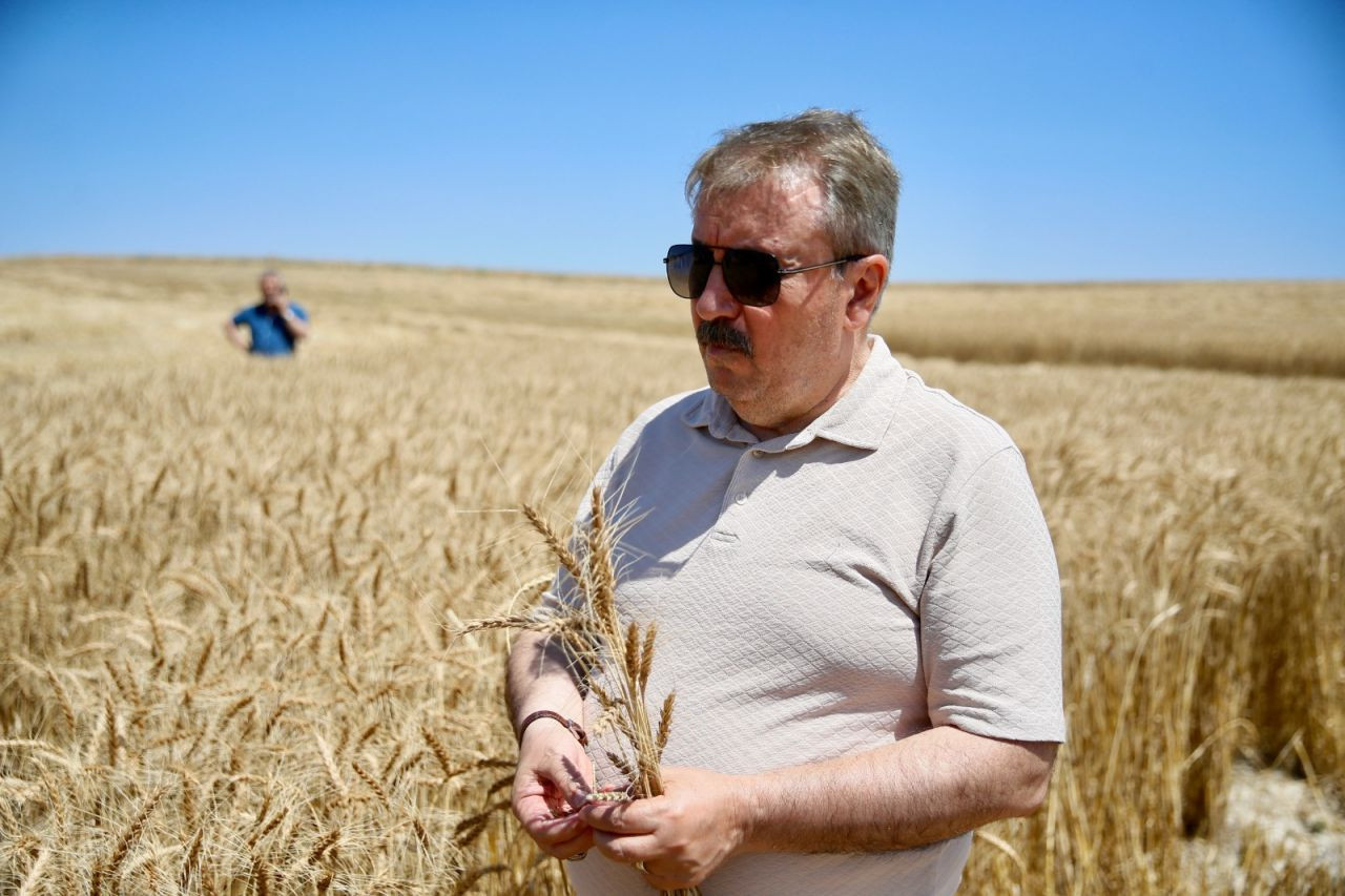 BBP Genel Başkanı Destici biçerdöverle buğday hasadı yaptı - Sayfa 3