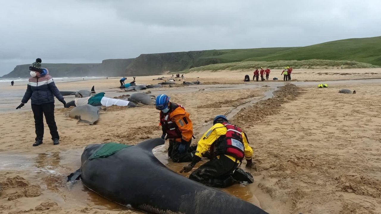 55 balina kıyıya vurdu: 'Bir balina tüm sürüyü kıyıya çekti'