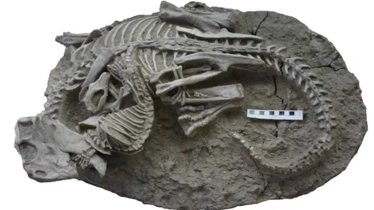 125 milyon yıllık fosil: Dinozor ve ona saldıran memeli