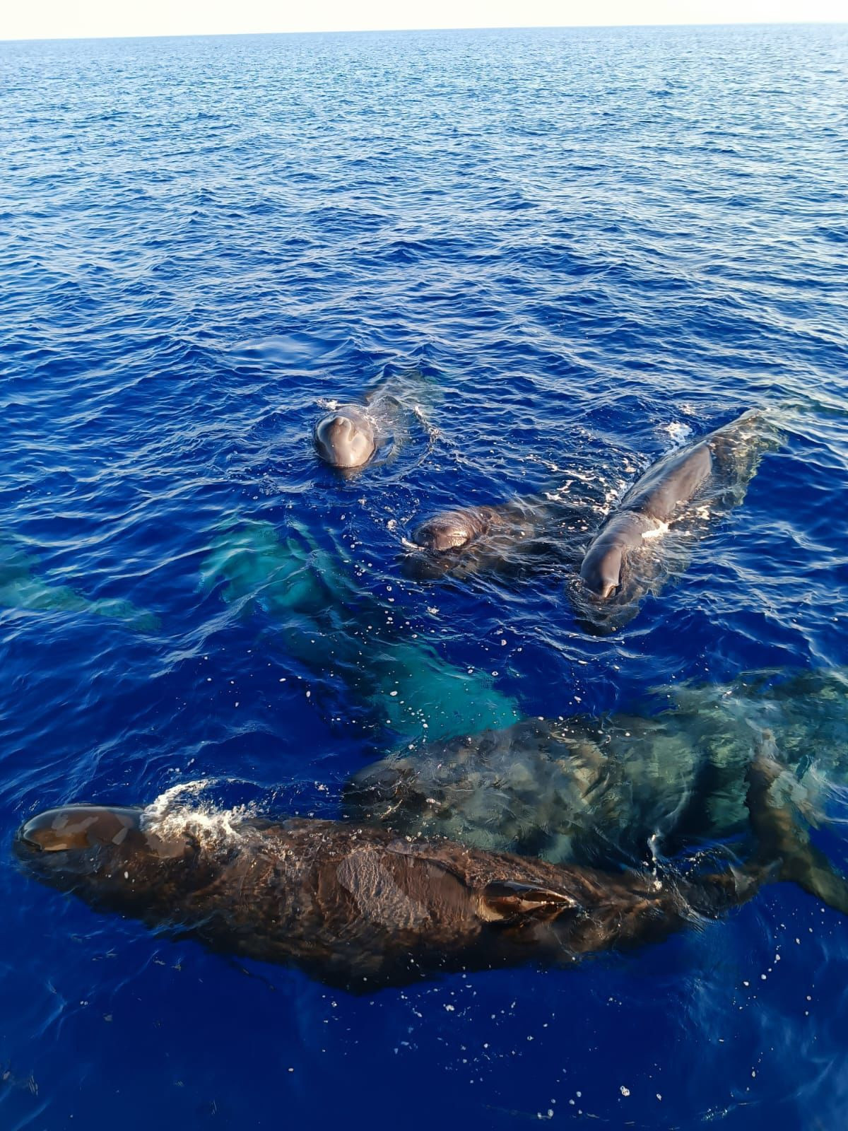 Türkiye kıyılarında ispermeçet balinaları görüntülendi - Sayfa 3