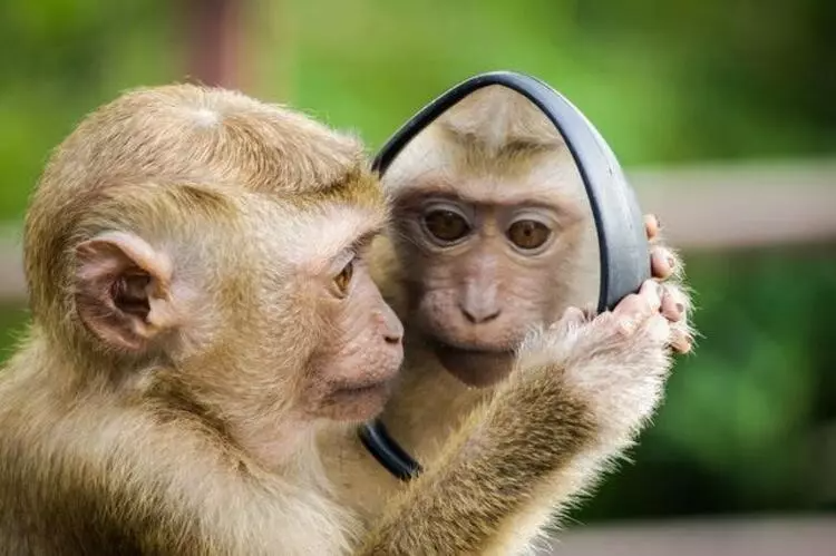 Araştırma: Erkek maymunların çoğu biseksüel - Sayfa 2
