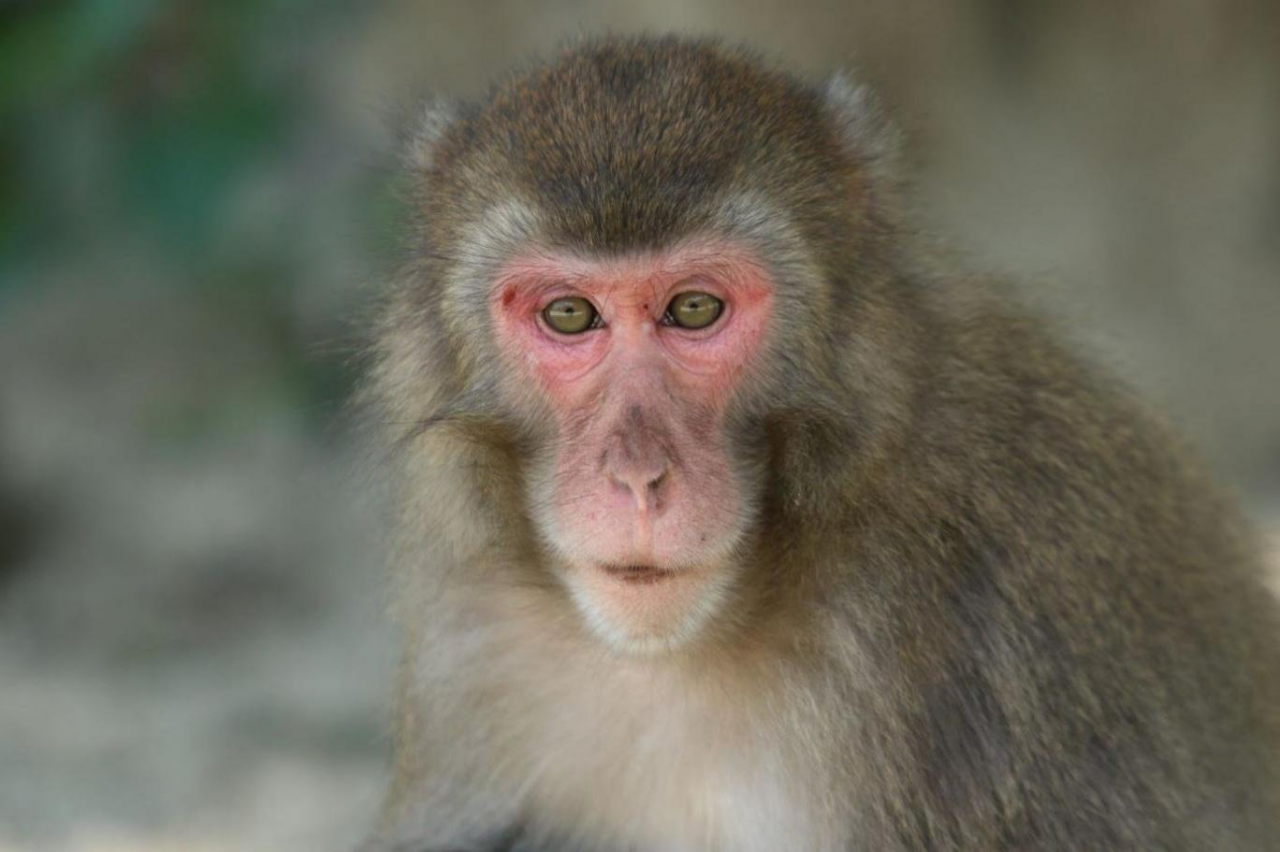 Araştırma: Erkek maymunların çoğu biseksüel - Sayfa 3