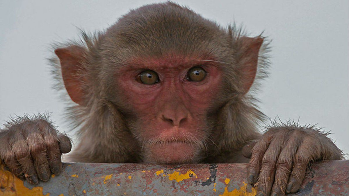 Araştırma: Erkek maymunların çoğu biseksüel - Sayfa 4