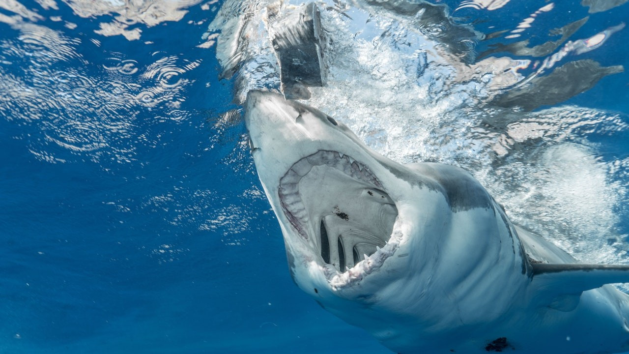 Araştırma: Köpekbalıklarının garip davranışının sebebi kokain olabilir