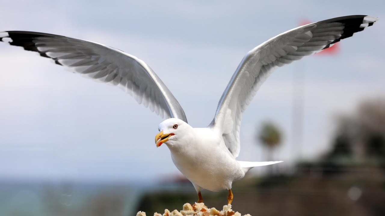 Karadeniz'de martı istilası: Küçük kuşlar tehlikede...