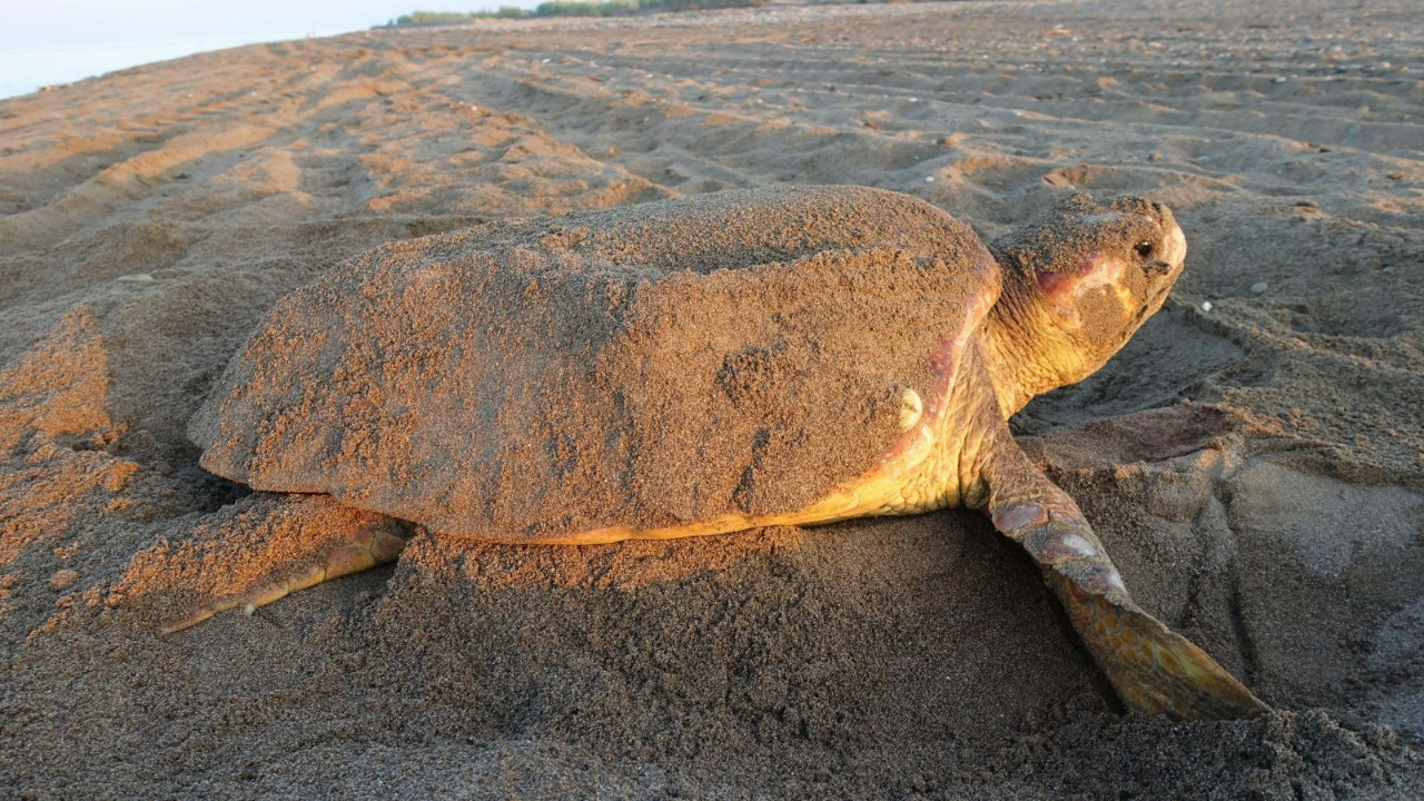 Deniz kaplumbağasına yiyecek vermenin cezası 244 bin lira