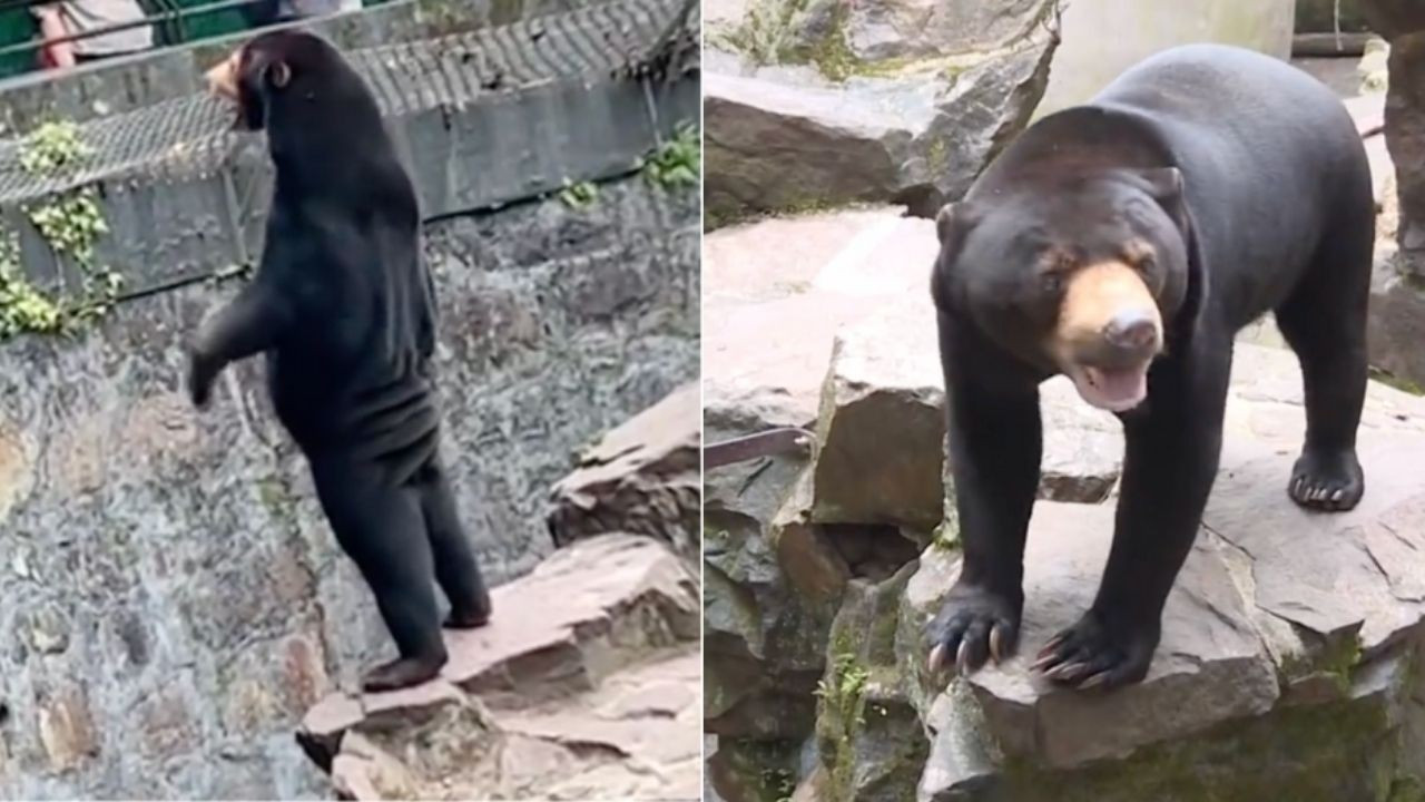 Ayıların insan olduğu iddia edilmişti: Hayvanat bahçesi açıklama yaptı
