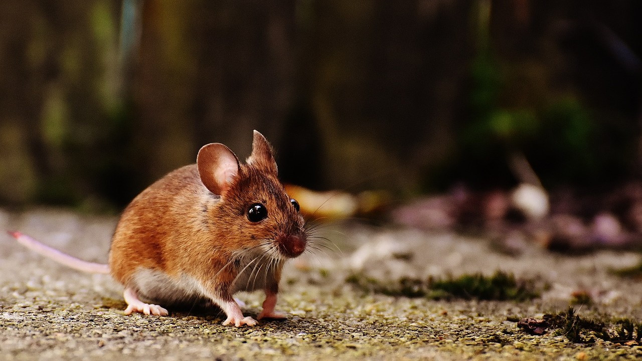 Bilim insanları fareleri gıdıkladı: Tehlike ve kahkaha aynı merkezde