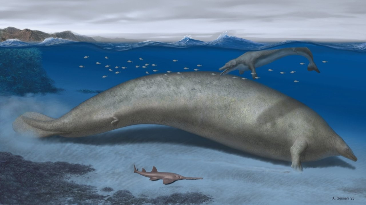 39 milyon yıllık fosil bulundu: Dünyanın en ağır hayvanına ait