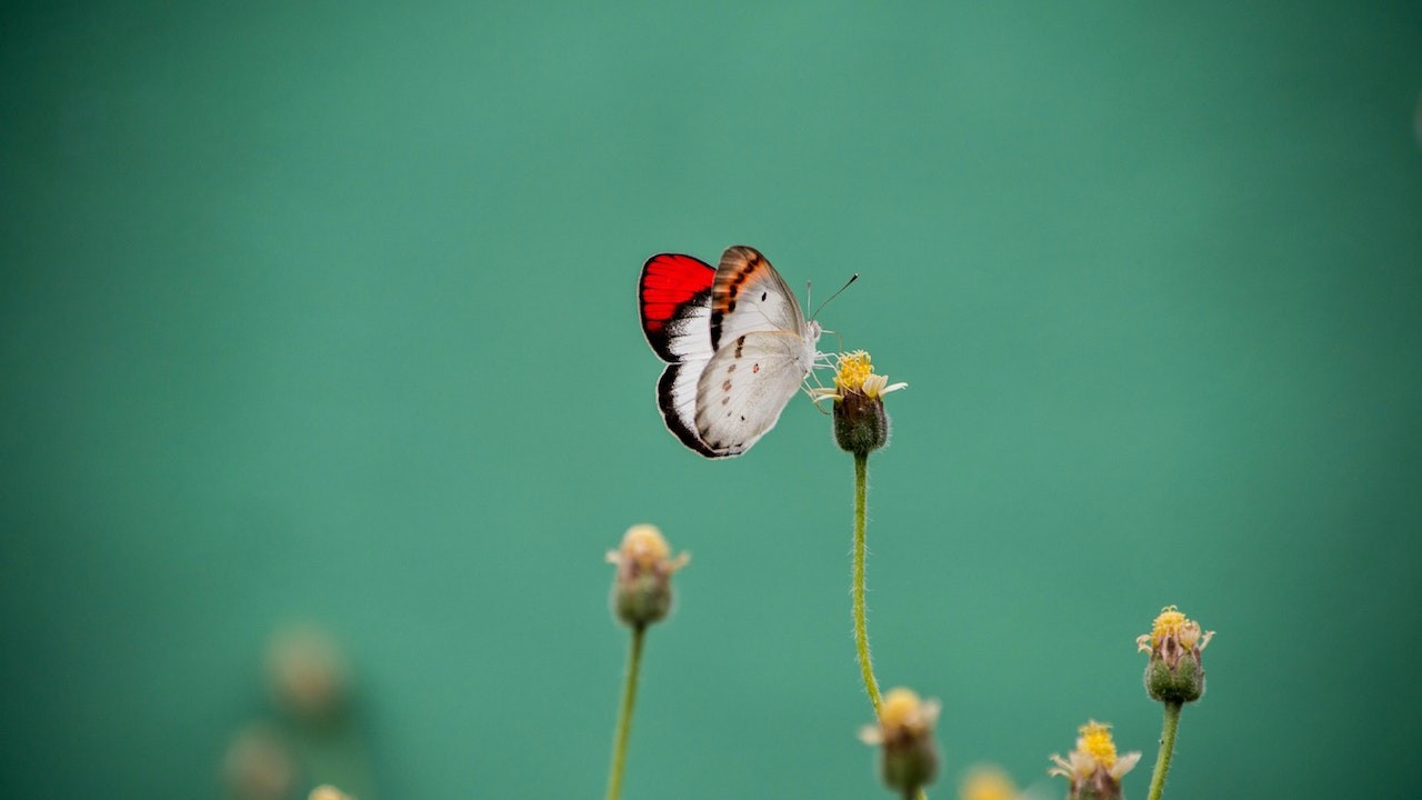Araştırma: Kelebekler dünyayı hangi renklerde görüyor?