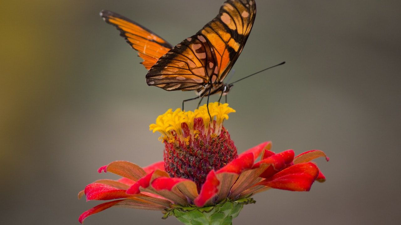 Araştırma: Kelebekler dünyayı hangi renklerde görüyor? - Sayfa 3