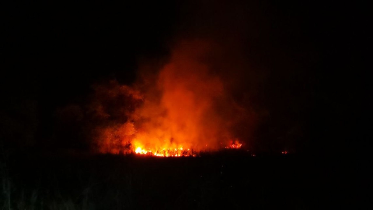 Anız ateşi ormana sıçradı, 2 bine yakın ağaç zarar gördü