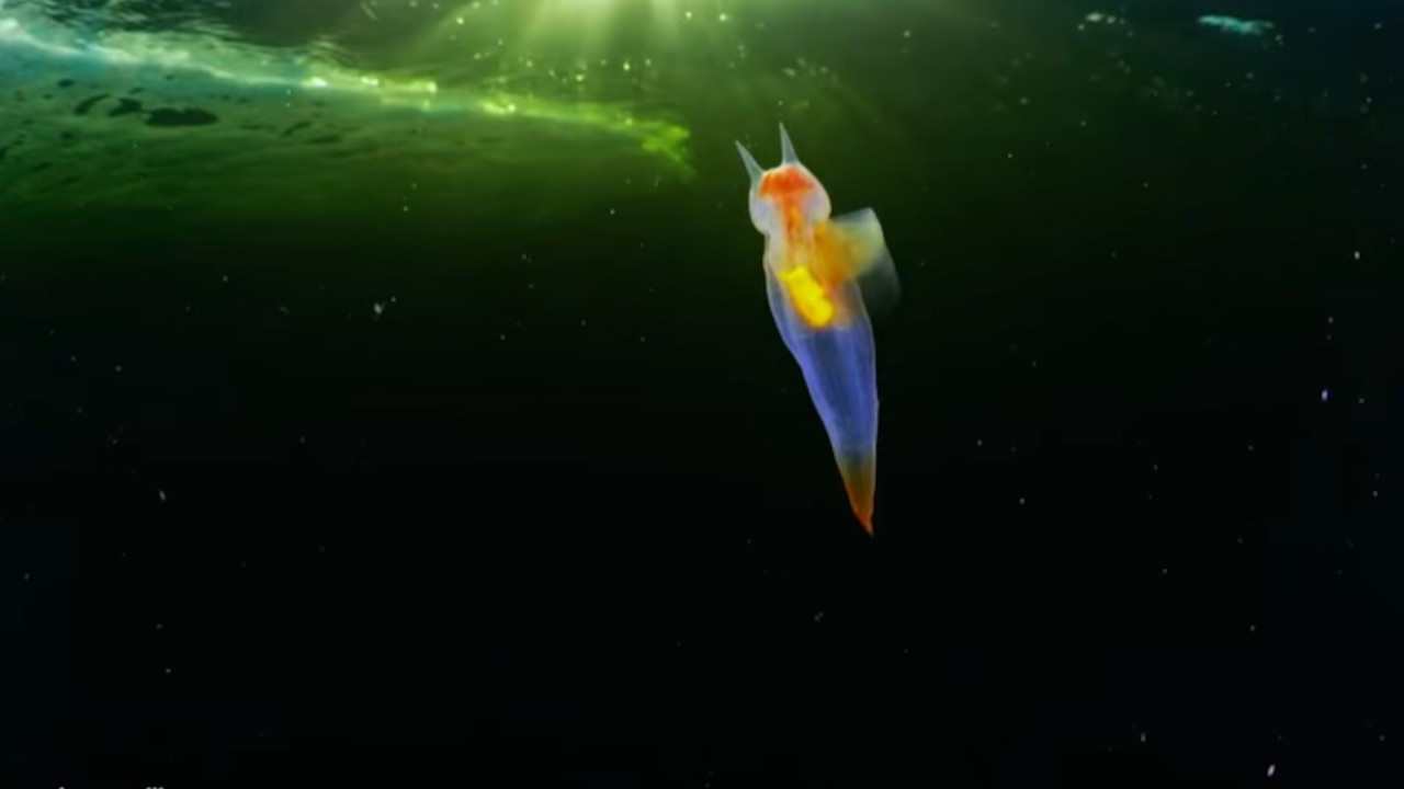 Viral olan videoda gerçekten 'deniz meleği' mi görünüyor?