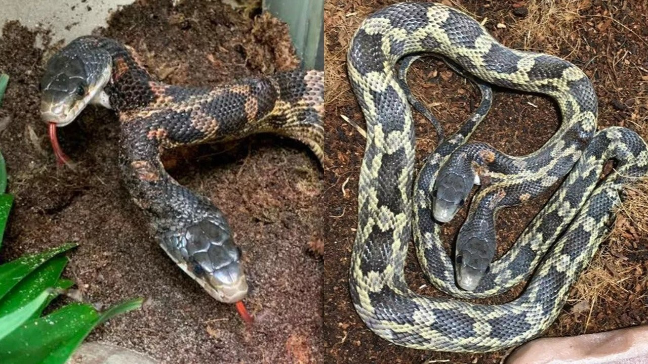 İki başlı yılan tekrar ortaya çıktı