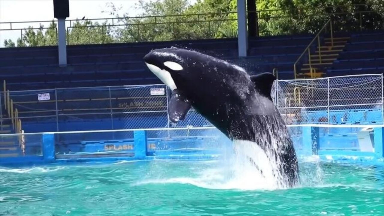50 yıldır su parkında tutulan balina özgür kalacakken yaşamını yitirdi
