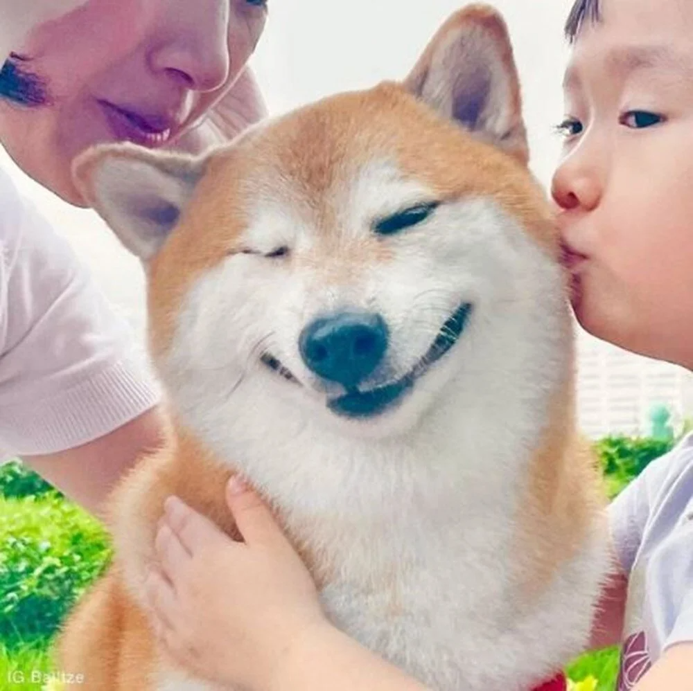 Doge Meme'lerinin fenomeni köpek Cheems kansere yenildi - Sayfa 2