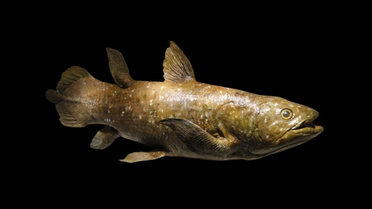 Dinozorlar çağında nesli tükendi sanılmıştı: 'Lazarus' balığı 100 yıl yaşıyor