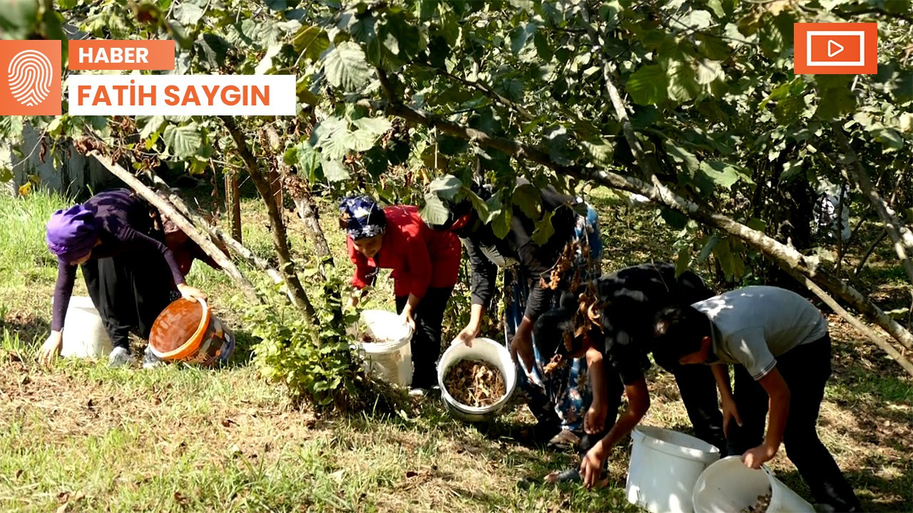 Depremzede mevsimlik işçiler fındık hasadında: Konteyner istiyoruz